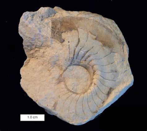 Woosters Fossil Of The Week A Nautiloid From The Middle Jurassic Of