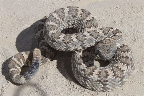 Crotalus mitchellii stephensi | Venomous animals, Reptile snakes, Snake