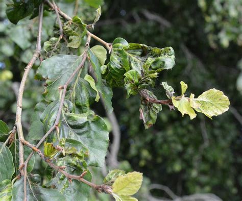 Protecting Newport S Beech Trees Against Beech Leaf Disease Tree Topics