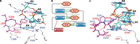 Binding Of A C Di Gmp Dimer In The Ggdef Domain I Site A The Rxxd Download Scientific