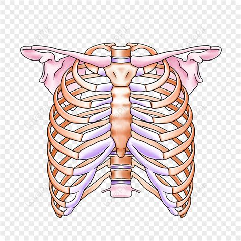 Bones Of The Chest Wall Medical Clavicle Bones Free Png And Clipart