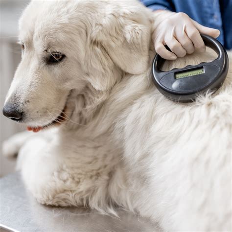 The Importance Of Microchipping Your Pet Noco Humane