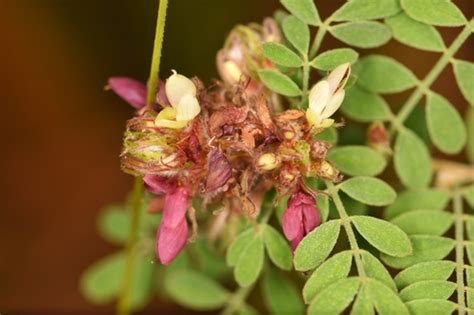 Escobilla Plantas Y Polinizadores De San Gabriel Chilac Inaturalist