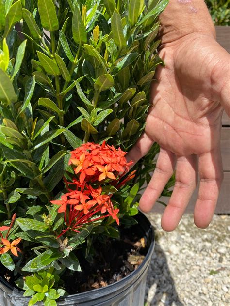 Ixora Taiwanese Red Dwarf Ixora 10 Inch Pot Etsy