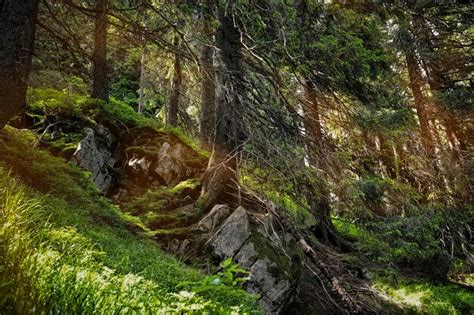 Paisagem Da Floresta Com árvores E Pedras Cobertas De Musgo De Raios De