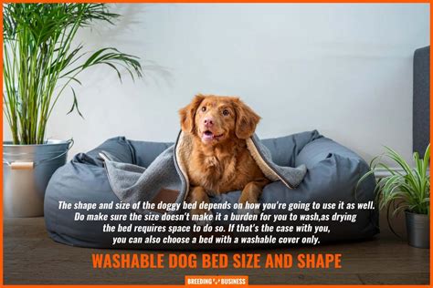 7 Best Washable Dog Beds – Material, Warranty, List & FAQs