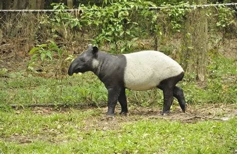 tapir descriptions habitats images diets  interesting facts