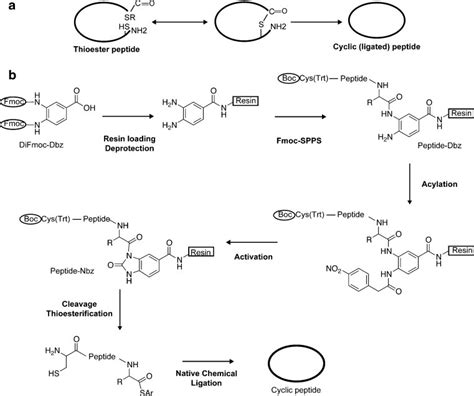 Schematic Illustration Of Native Chemical Ligation Ncl And N Acylurea Download Scientific