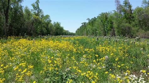 Louisiana Wildflowers : Louisiana