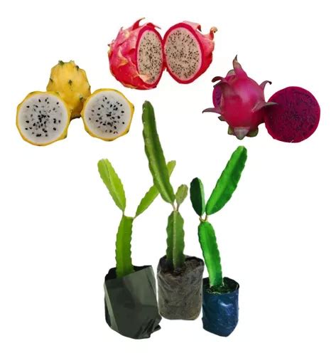 Kit Mudas De Pitaya Autof Rtil Enraizadas Diversas Mercadolivre