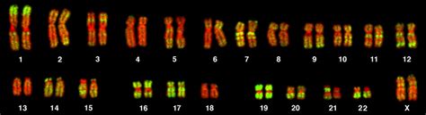 Chromosomal Basis Of Inherited Disorders Biology 2e Part I 2nd Edition