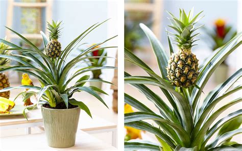 How to Grow a Pineapple Plant for Your Home - Good Vibes Welcome