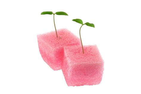 Starting Seeds In Sponges Learn About Sponge Seed Germination