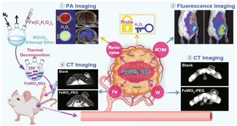 Nanozymes Versatile Platforms For Cancer Diagnosis And Therapy Pmc