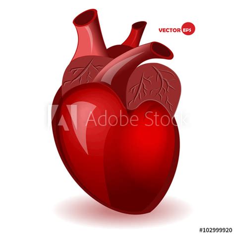 Realistic Heart Vector at Vectorified.com | Collection of Realistic ...