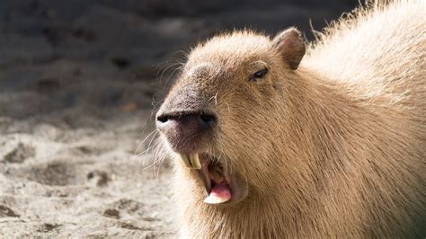 Anaconda Eating Capybara