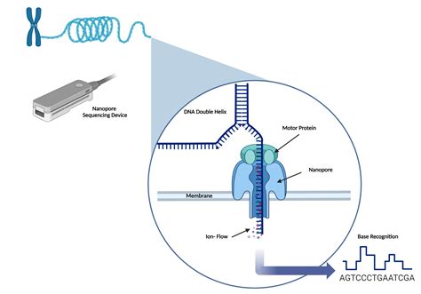 Nanopore Sequencing Biorender Science Templates