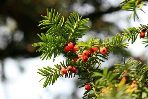 Les plantes toxiques pour le cheval à connaître absolument