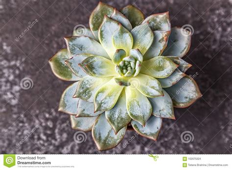 Green Succulent Plants On Dark Background Stock Photo Image Of