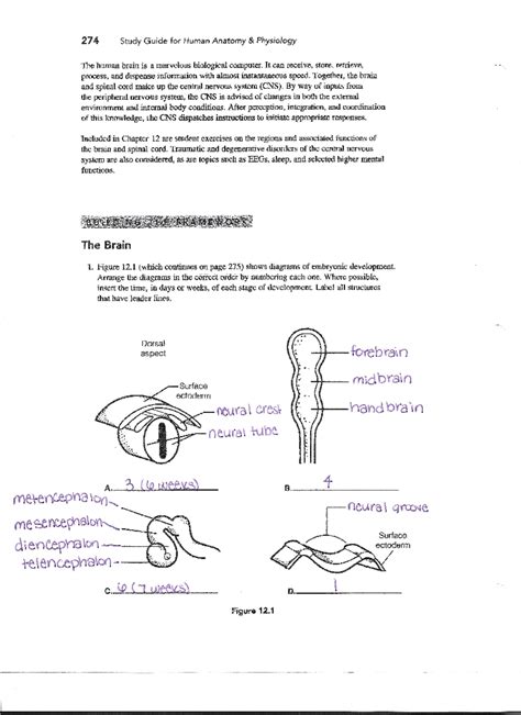 Bio Chap 12 packet - The Central Nervous System - 274 Study Guide for ...