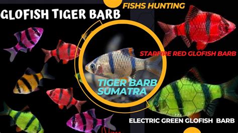 Fishing And Hunting Sumatra Fish Glofish Tiger Barb Electric Green