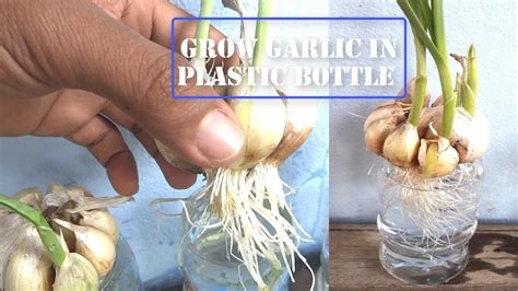 Grow Garlic Plastic Bottles Thinking Of You Growing The Creator