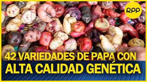 Inia Ha Generado Variedades De Papa Con Alta Calidad Gen Tica Para