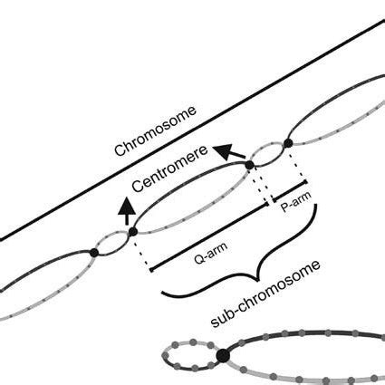 Q-arm and P-arm in proposed chromosome. | Download Scientific Diagram