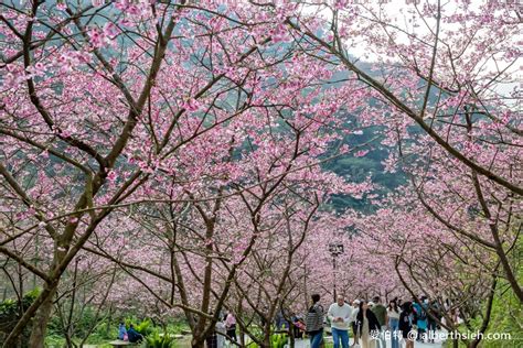 2024三峽大熊櫻花林．新北櫻花景點（花況，交通方式，門票費用，七種櫻花接力綻放）