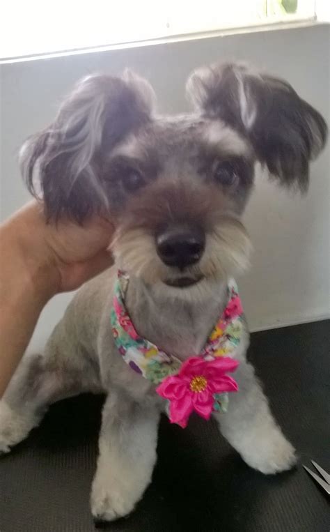 Miniature Schnauzer Haircuts Styles - Wavy Haircut