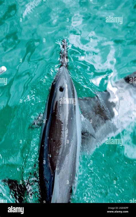 Dolphin blowhole from above Stock Photo - Alamy