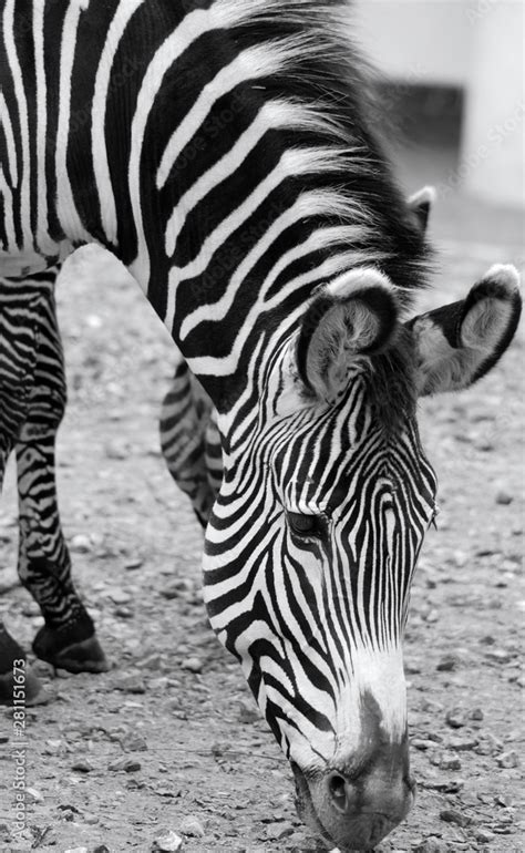 The Grevy S Zebra Equus Grevyi Also Known As The Imperial Zebra Is