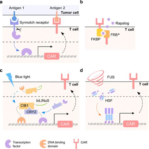 Representative Designs Of Stimuli Inducible Car T Cells A Synnotch