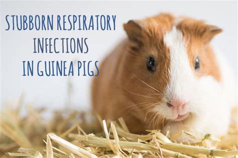 stubborn guinea pig respiratory infection small pet select guinea