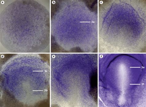 Expression pattern of DAG1 during early chick development. DAG1 ... 