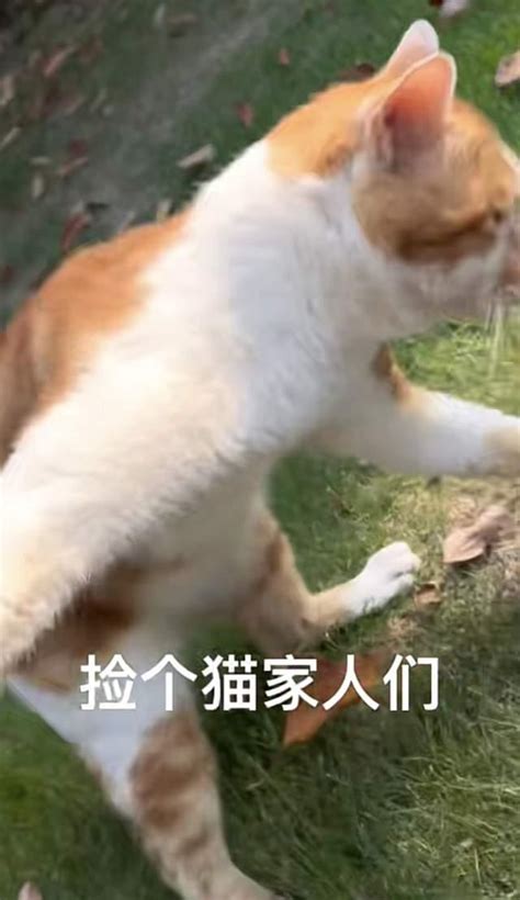 外面的小野猫，有些可抱不得，很刑的噢 知乎