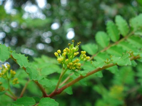 Zanthoxylum piperitum (L.) de Candolle