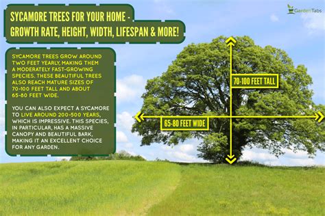 Sycamore Trees For Your Home Growth Rate Height Width Lifespan More