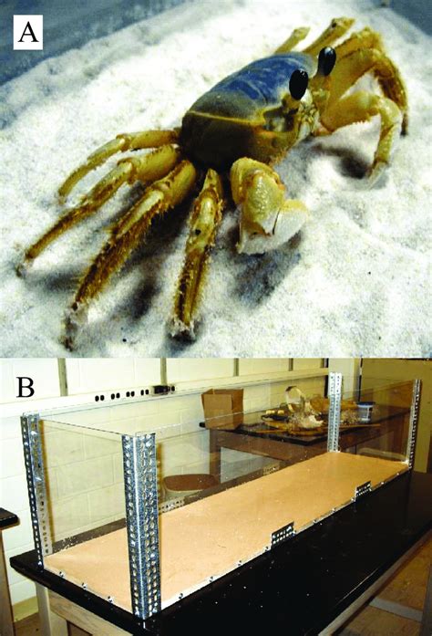 The ghost crab project. (A) A ghost crab (Genus Ocypode) sitting on... | Download Scientific Diagram