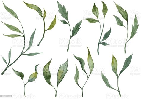 Collection Of Hand Painted Watercolor Green Leaves Stock Illustration