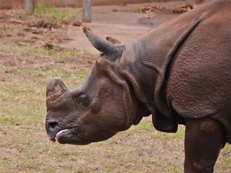 The Online Zoo - Indian Rhinoceros