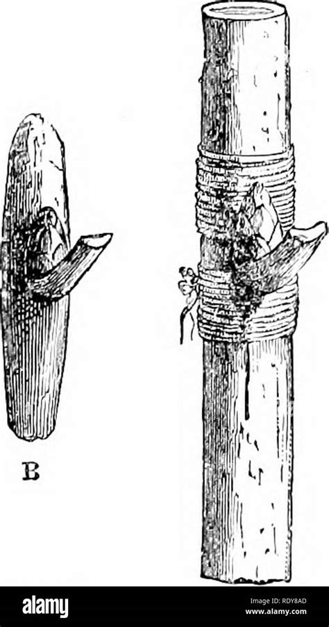 Budding In Plants Diagram