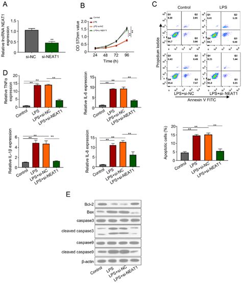 Neat1 Knockdown Promotes Cell Viability And Inhibits Cell Apoptosis Download Scientific