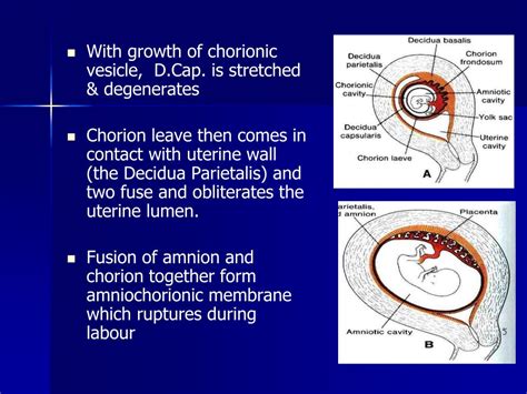 Ppt Fetal Membranes And Placenta Powerpoint Presentation Free Download