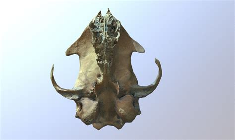 3d Model Photorealistic Scanned Small Skull Of Rodent Vr Ar Low