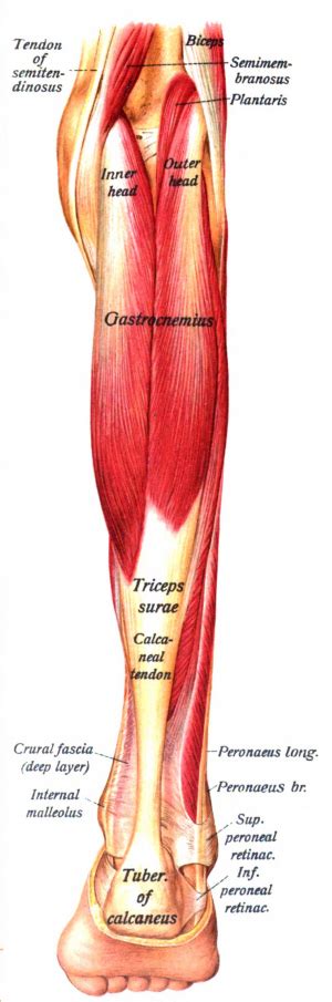 Gastrocnemius Physiopedia