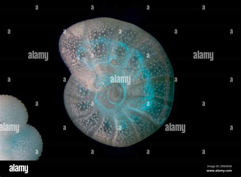 Foraminifera Microscope Slide