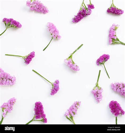 Pink Purple Statice Flowers On White Background Floral Composition