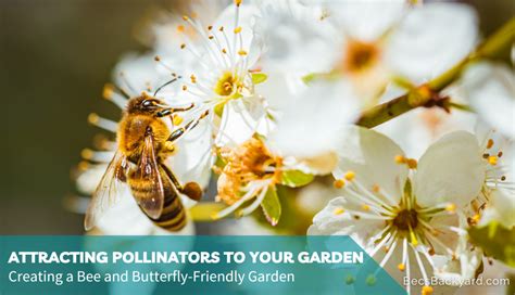 Attracting Pollinators To Your Garden Creating A Bee And Butterfly