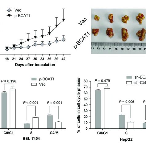 Effects Of BCAT1 On Hepatocellular Carcinoma HCC Cell Growth A